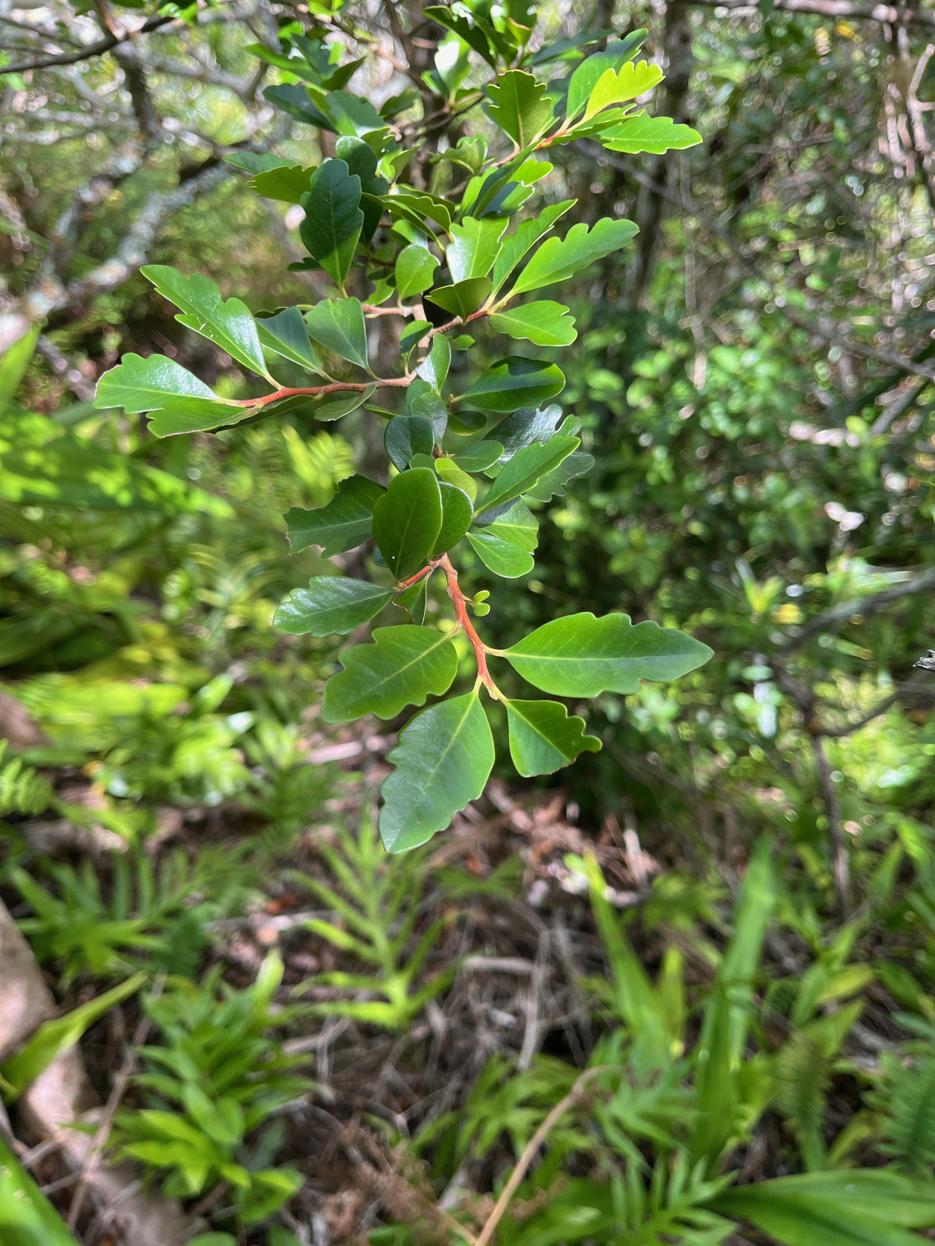 14. Turraea thouarsiana Bois de quivi Meliaceae Endémique La Réunion, Maurice  IMG_9475.JPG.jpeg