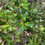 14. Turraea thouarsiana Bois de quivi Meliaceae Endémique La Réunion, Maurice  IMG_9475.JPG.jpeg