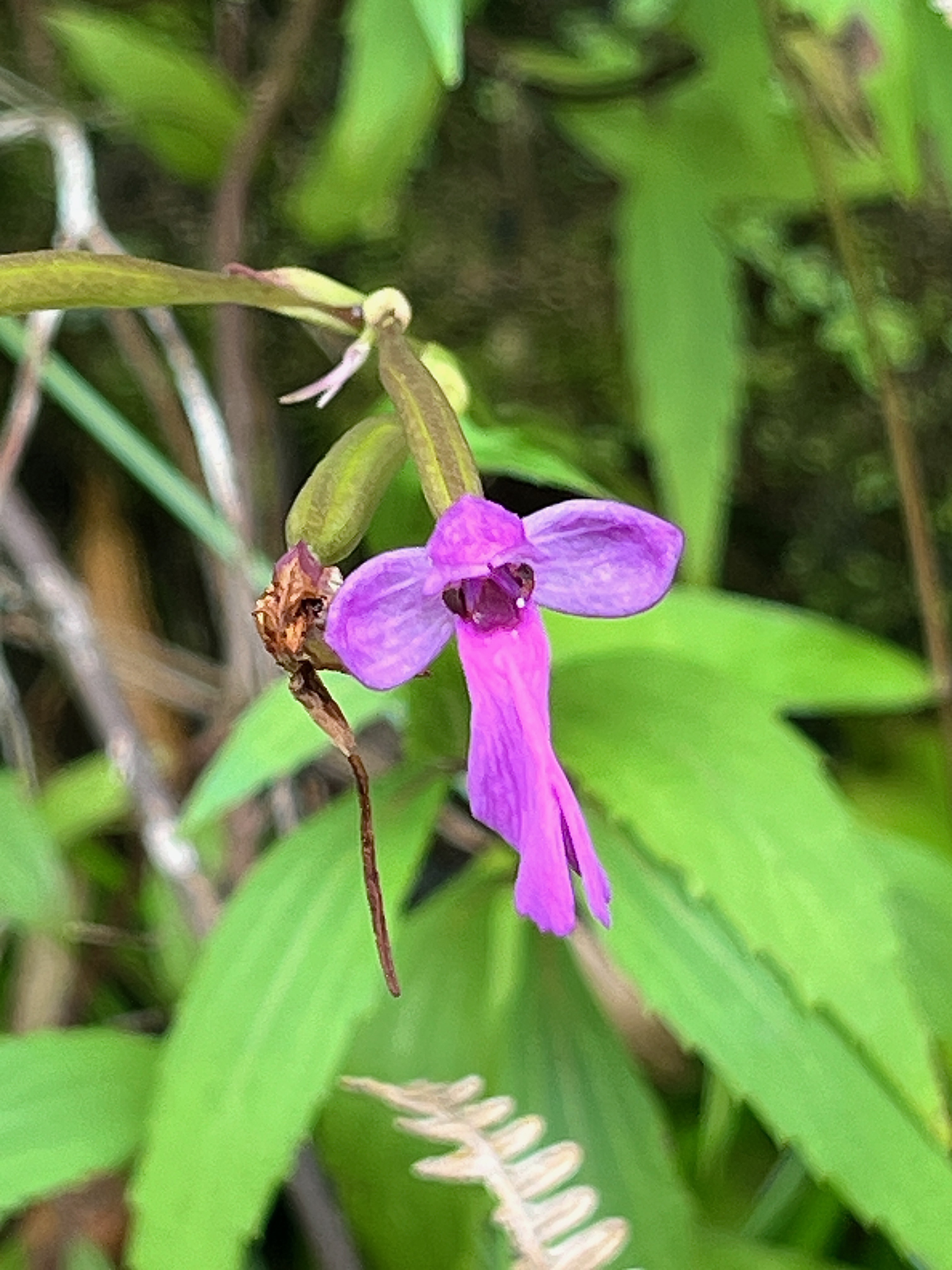 20. Cynorkis purpurascens Orchidacea e Indigène La Réunion IMG_9497.JPG.jpeg