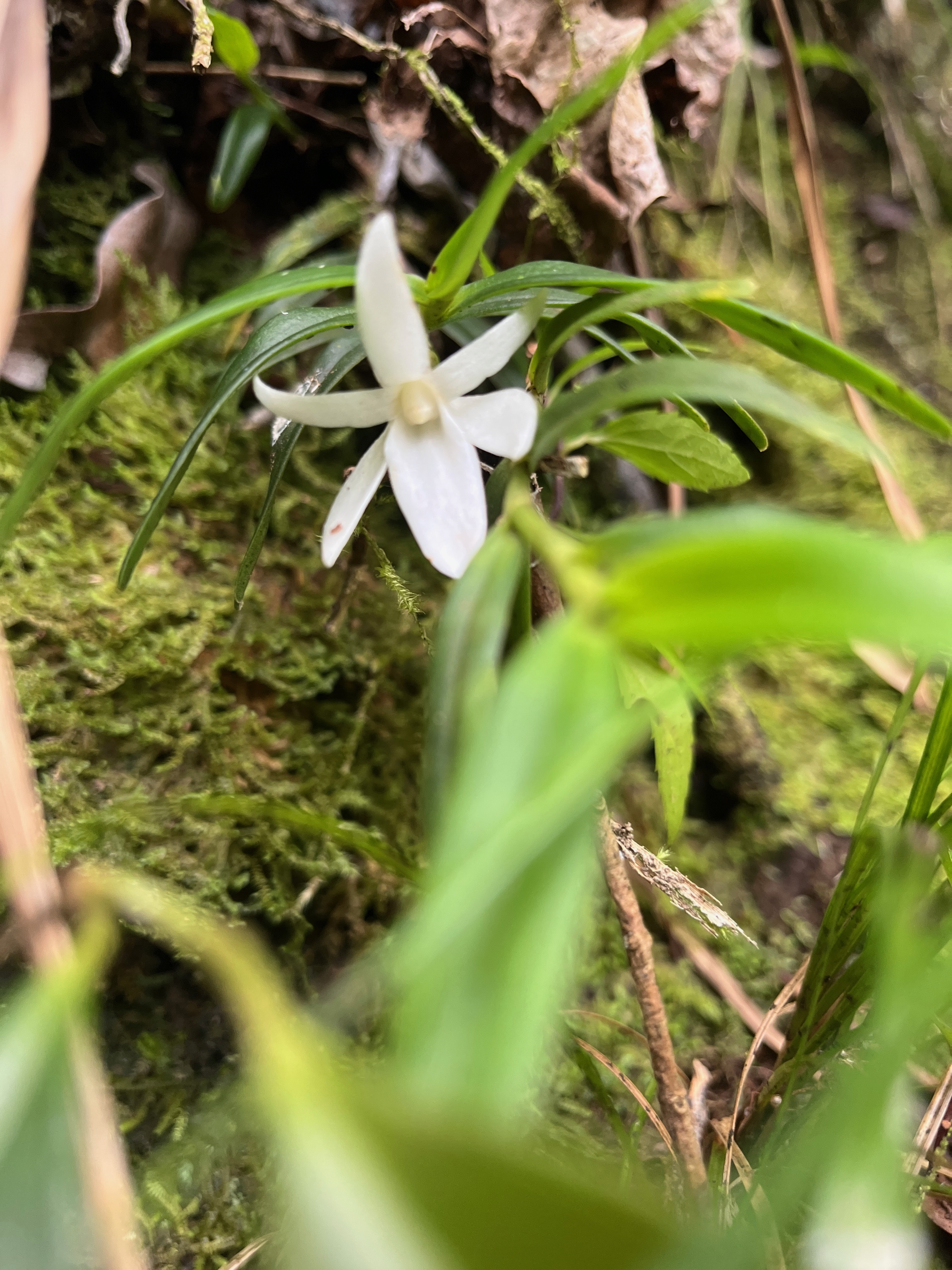 21. Angreacum ramosum - Orchidaceae  Angreacum ramosum - -  Orchidaceae  Photo Angreacum ramosum.jpeg Vignettes ￼ Photo de JPLG URLs http---www.f-duban.fr-Decouvertes_naturalistes-Plaine_dAffouches-jan2019-thien-ah-koon-j-angraecum.jpeg