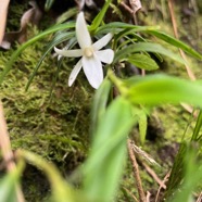 21. Angreacum ramosum - Orchidaceae  Angreacum ramosum - -  Orchidaceae  Photo Angreacum ramosum.jpeg Vignettes ￼ Photo de JPLG URLs http---www.f-duban.fr-Decouvertes_naturalistes-Plaine_dAffouches-jan2019-thien-ah-koon-j-angraecum.jpeg