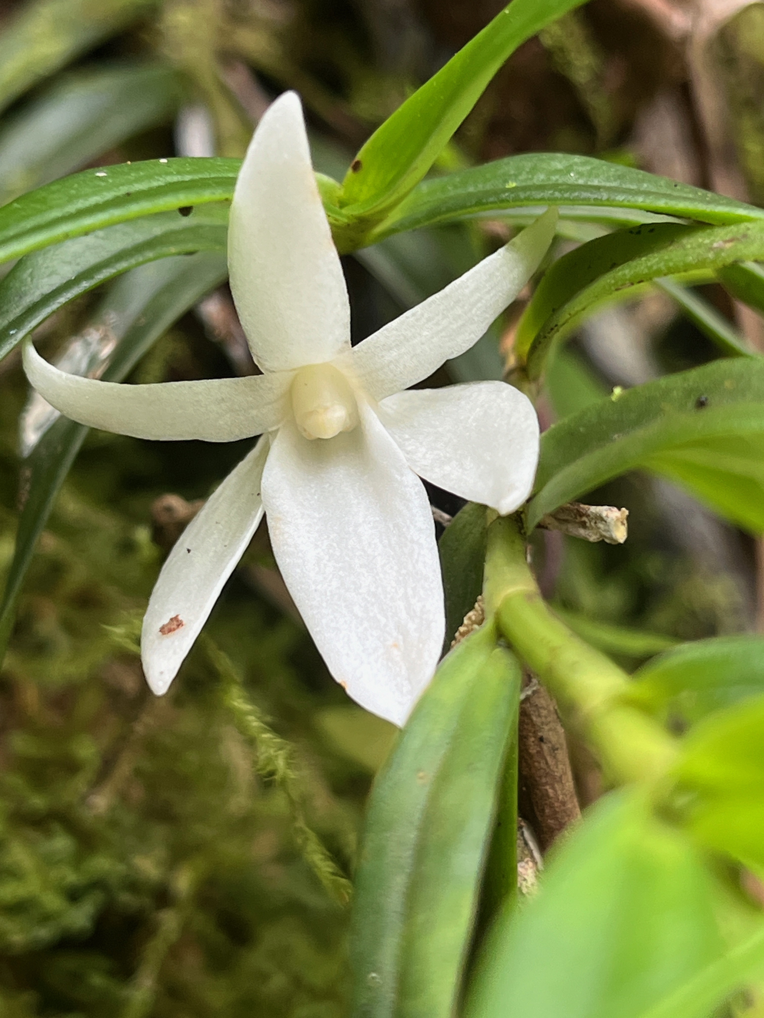 22. Angreacum ramosum - Orchidaceae  Angreacum ramosum - -  Orchidaceae  Photo Angreacum ramosum.jpeg Vignettes ￼ Photo de JPLG URLs http---www.f-duban.fr-Decouvertes_naturalistes-Plaine_dAffouches-jan2019-thien-ah-koon-j-angraecum.jpeg