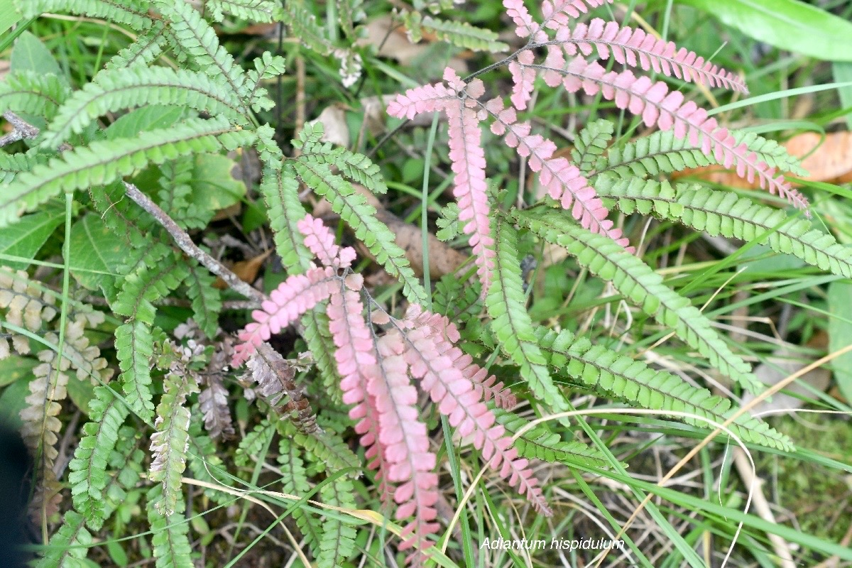 Adiantum hispidulum Pteridaceae  Indigène La Réunion 1468.jpeg