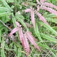 Adiantum hispidulum Pteridaceae  Indigène La Réunion 1468.jpeg