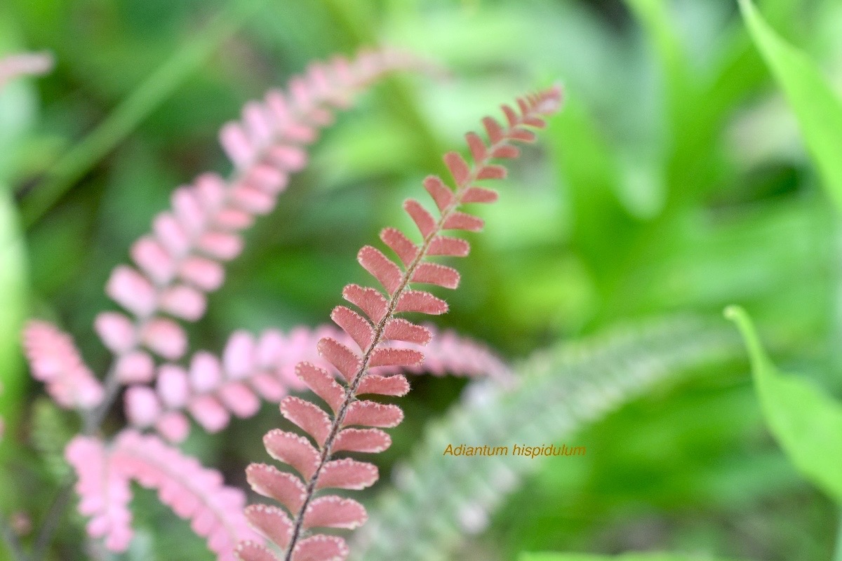 Adiantum hispidulum Pteridaceae  Indigène La Réunion 1471.jpeg