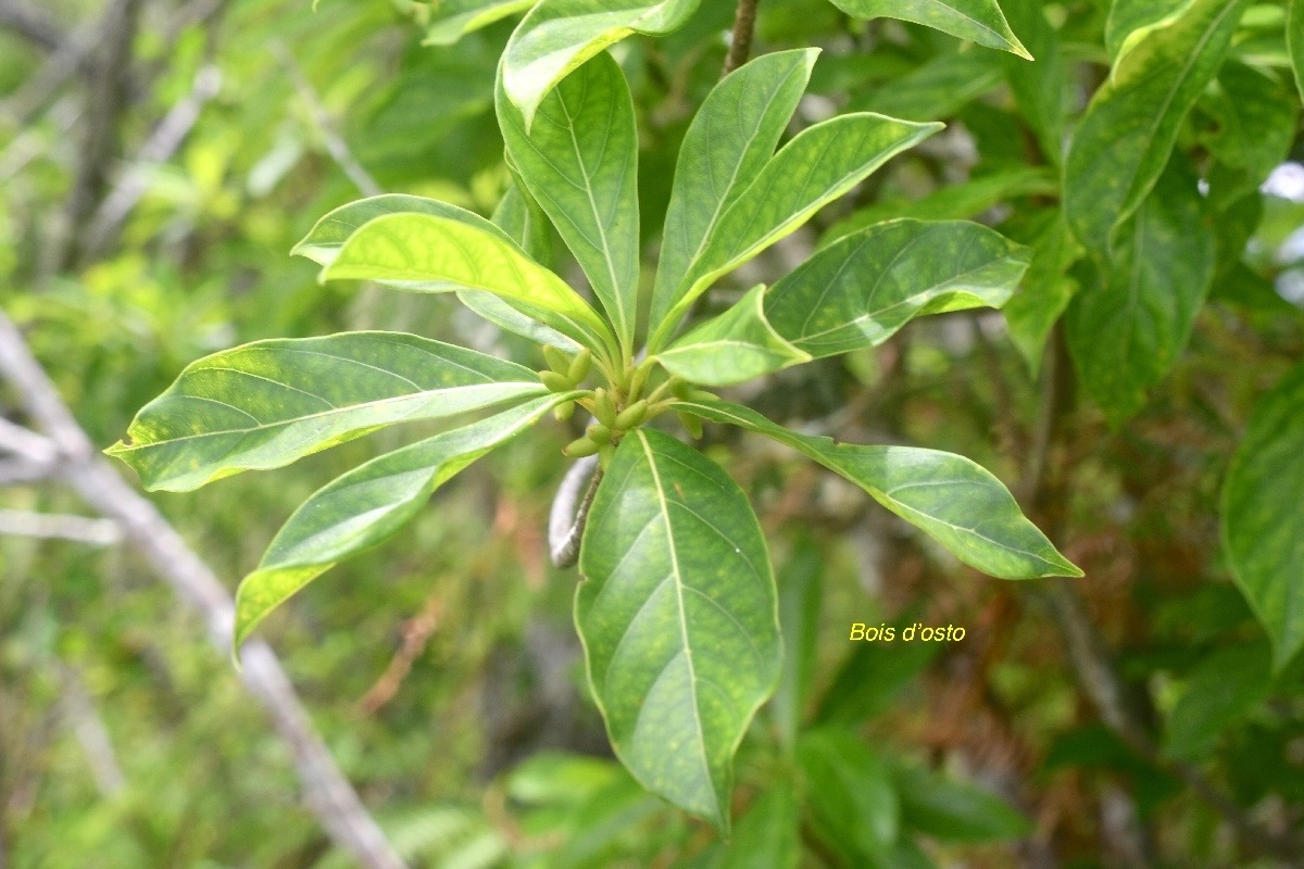 Antirhea borbonica Bois d'osto Rubiaceae  Endémique La Réunion ,Maurice 1432.jpeg