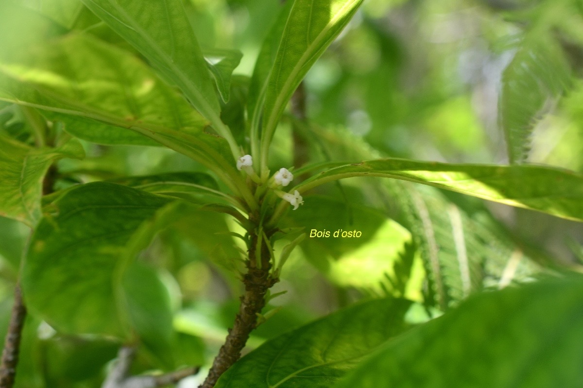 Antirhea borbonica Bois d'osto Rubiaceae  Endémique La Réunion, Maurice 1435.jpeg