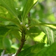 Antirhea borbonica Bois d'osto Rubiaceae  Endémique La Réunion, Maurice 1435.jpeg