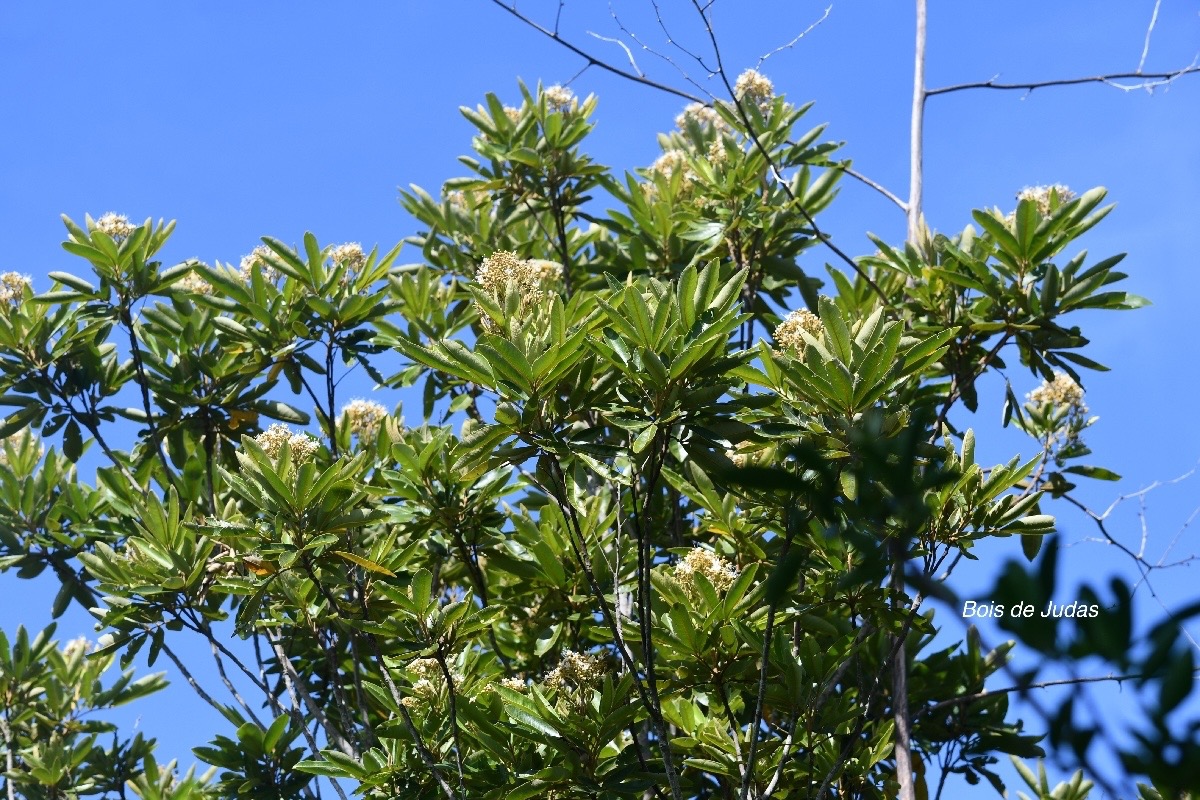 Cossinia pinnata Bois de Judas Sapindaceae  Endémique La Réunion, Maurice 1399.jpeg