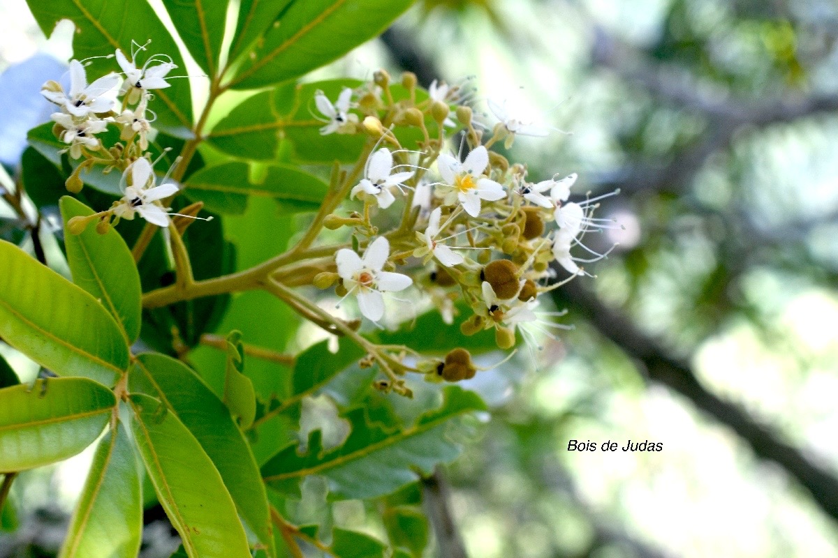 Cossinia pinnata Bois de Judas Sapindaceae  Endémique La Réunion, Maurice 1403.jpeg