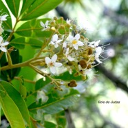 Cossinia pinnata Bois de Judas Sapindaceae  Endémique La Réunion, Maurice 1403.jpeg