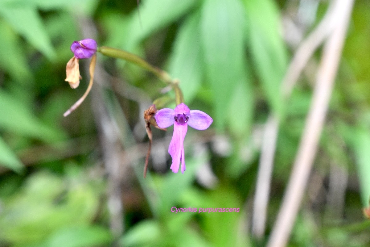 Cynorkis purpurascens Orchidacea e Indigène La Réunion 1462.jpeg