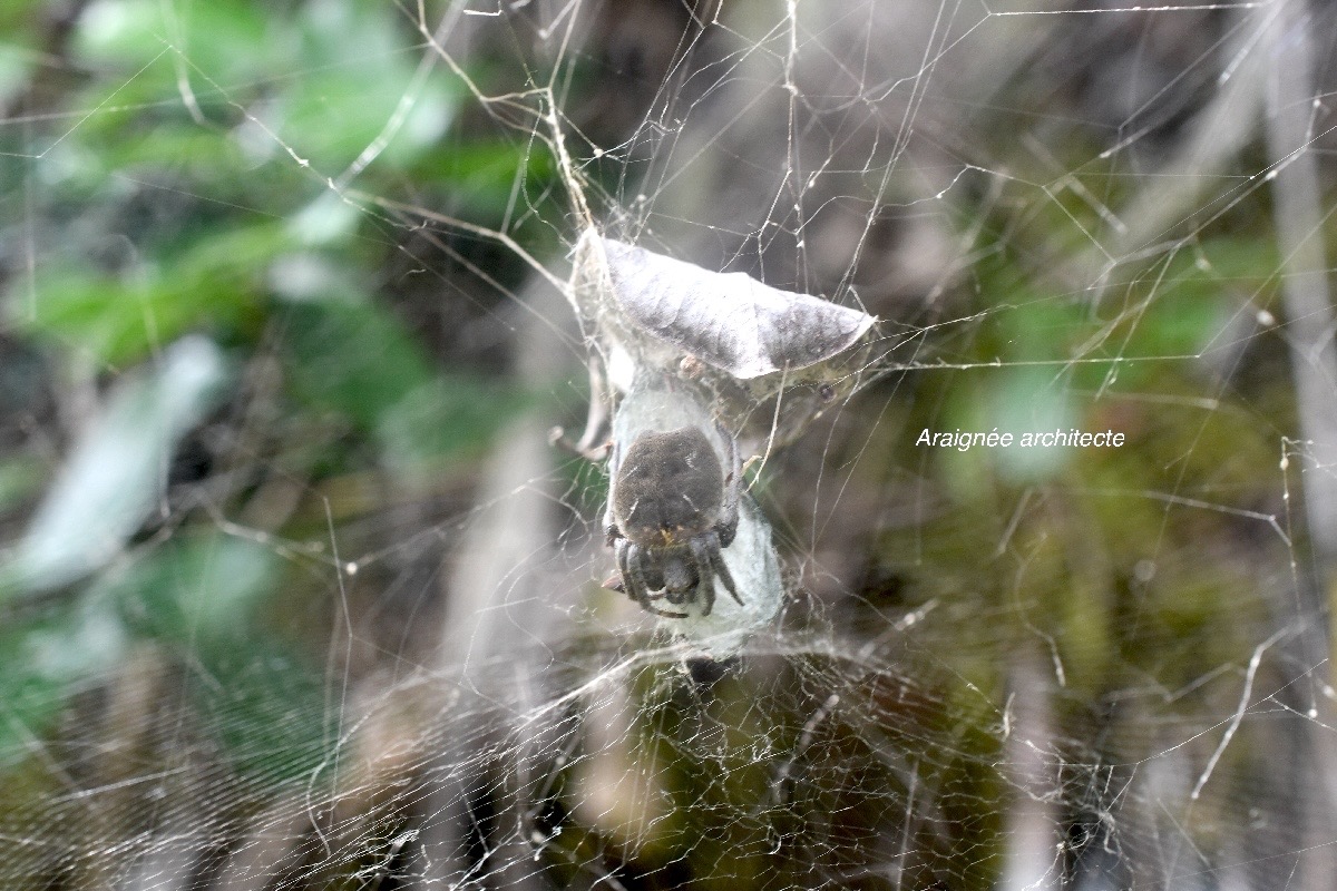 Cyrtophora citricola Araignée architecte Araneidae 1465.jpeg