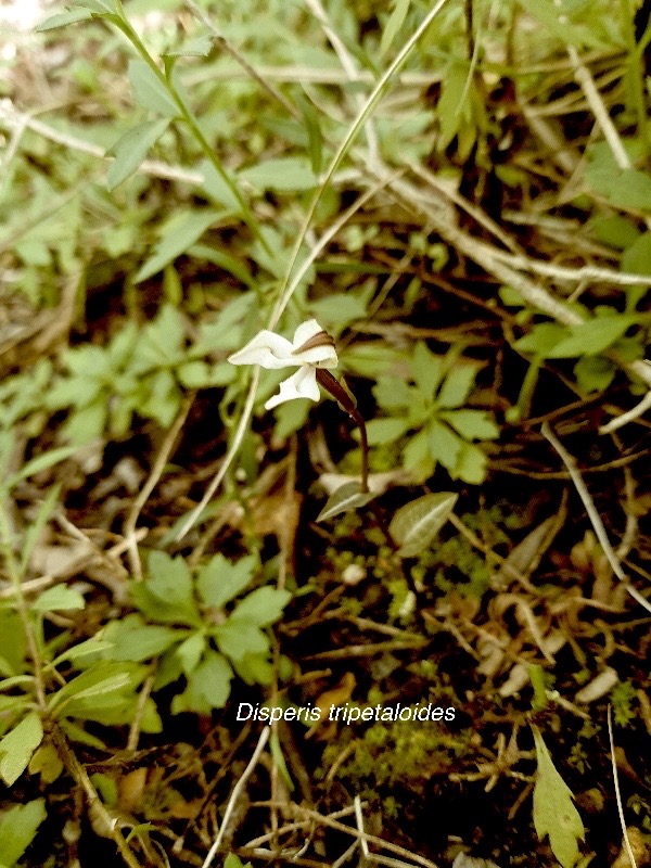 Disperis tripetaloides Orchidace ae Indigène La Réunion 13.jpeg