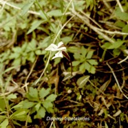 Disperis tripetaloides Orchidace ae Indigène La Réunion 13.jpeg