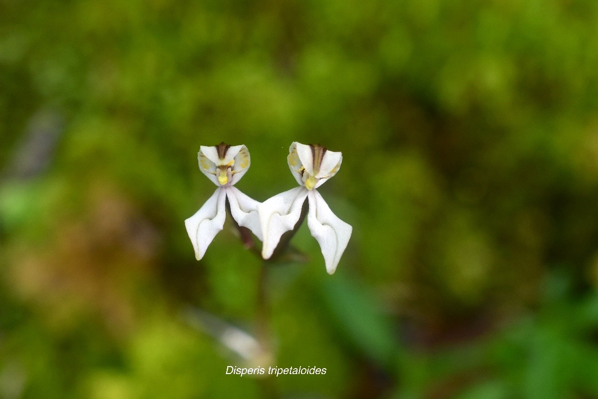 Disperis tripetaloides Orchidacea e Indigène La Réunion 1393.jpeg