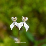 Disperis tripetaloides Orchidacea e Indigène La Réunion 1393.jpeg