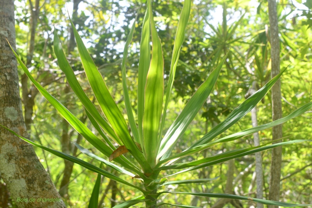 Dracaena reflexa Bois de chandelle Aspa ragaceae Indigène La Réunion 1417.jpeg