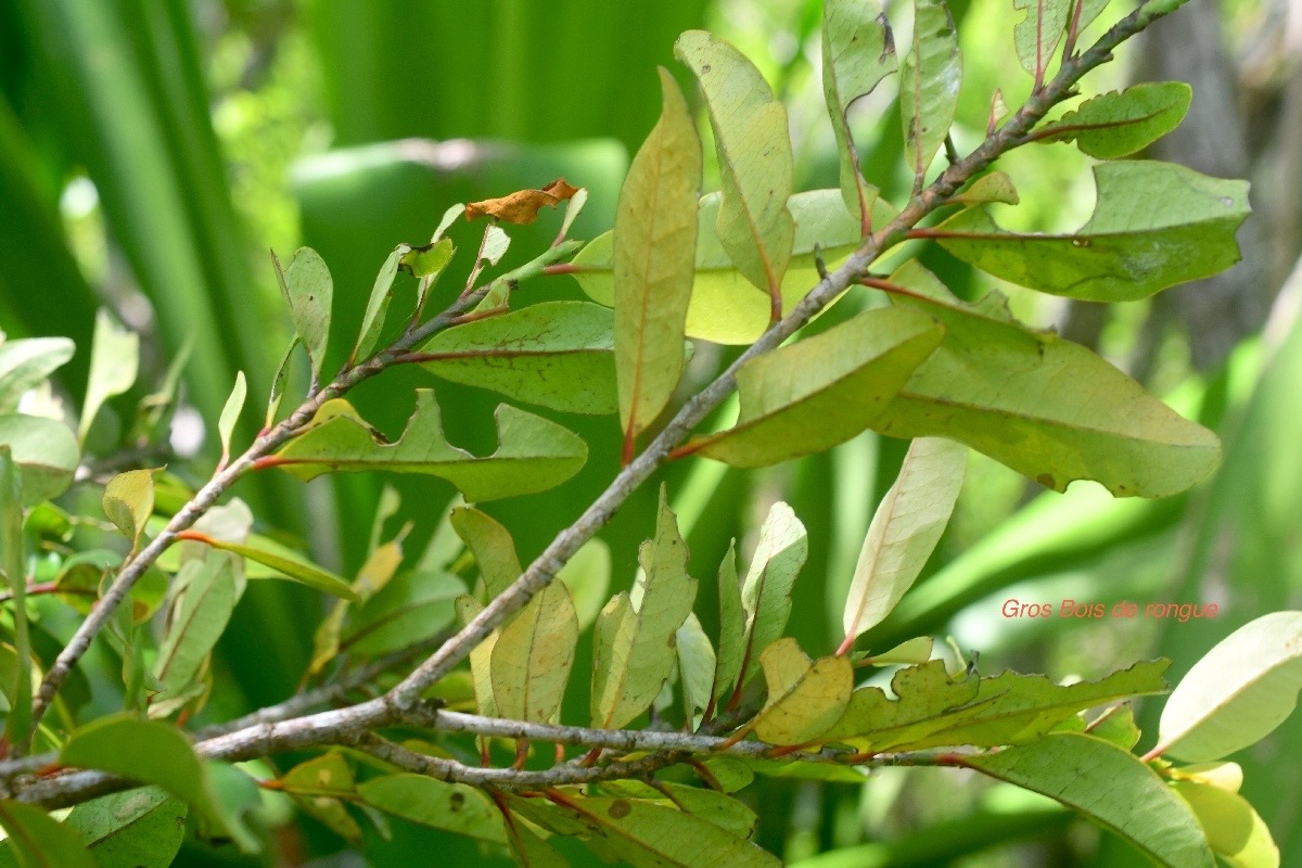 Erythroxylum laurifolium Gros Bois de rongue Erythr oxylaceae Endémique La Réunion, Maurice 1422.jpeg