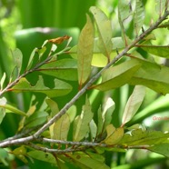 Erythroxylum laurifolium Gros Bois de rongue Erythr oxylaceae Endémique La Réunion, Maurice 1422.jpeg