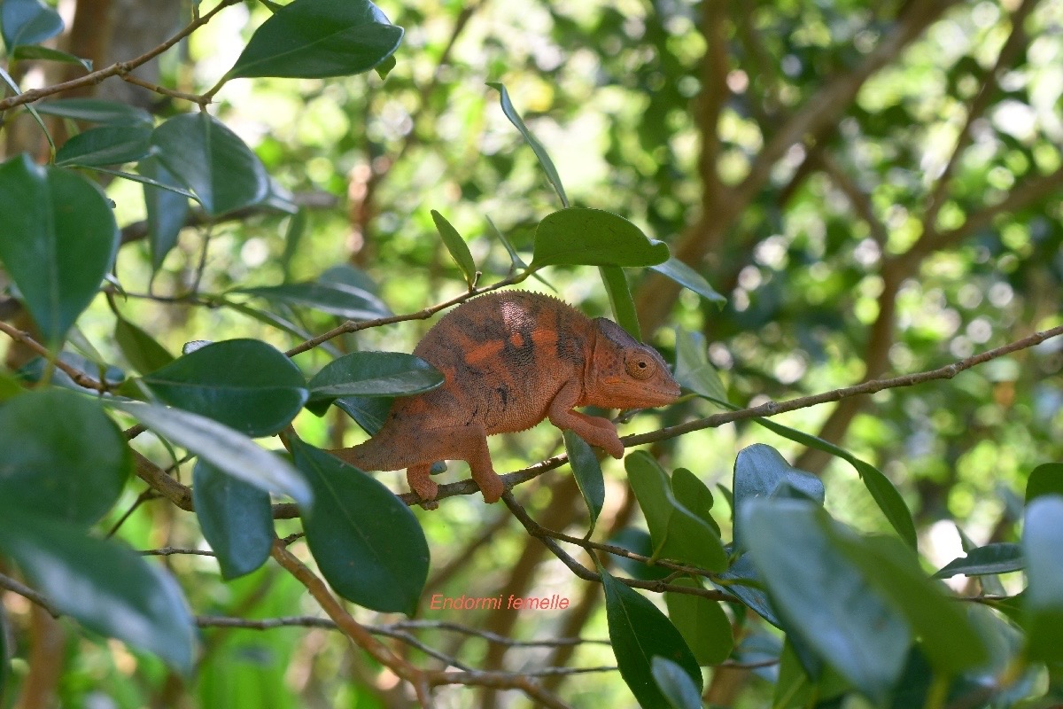 Furcifer pardalis Endrmi femelle Chamaeleonidae Madagascar 1414.jpeg