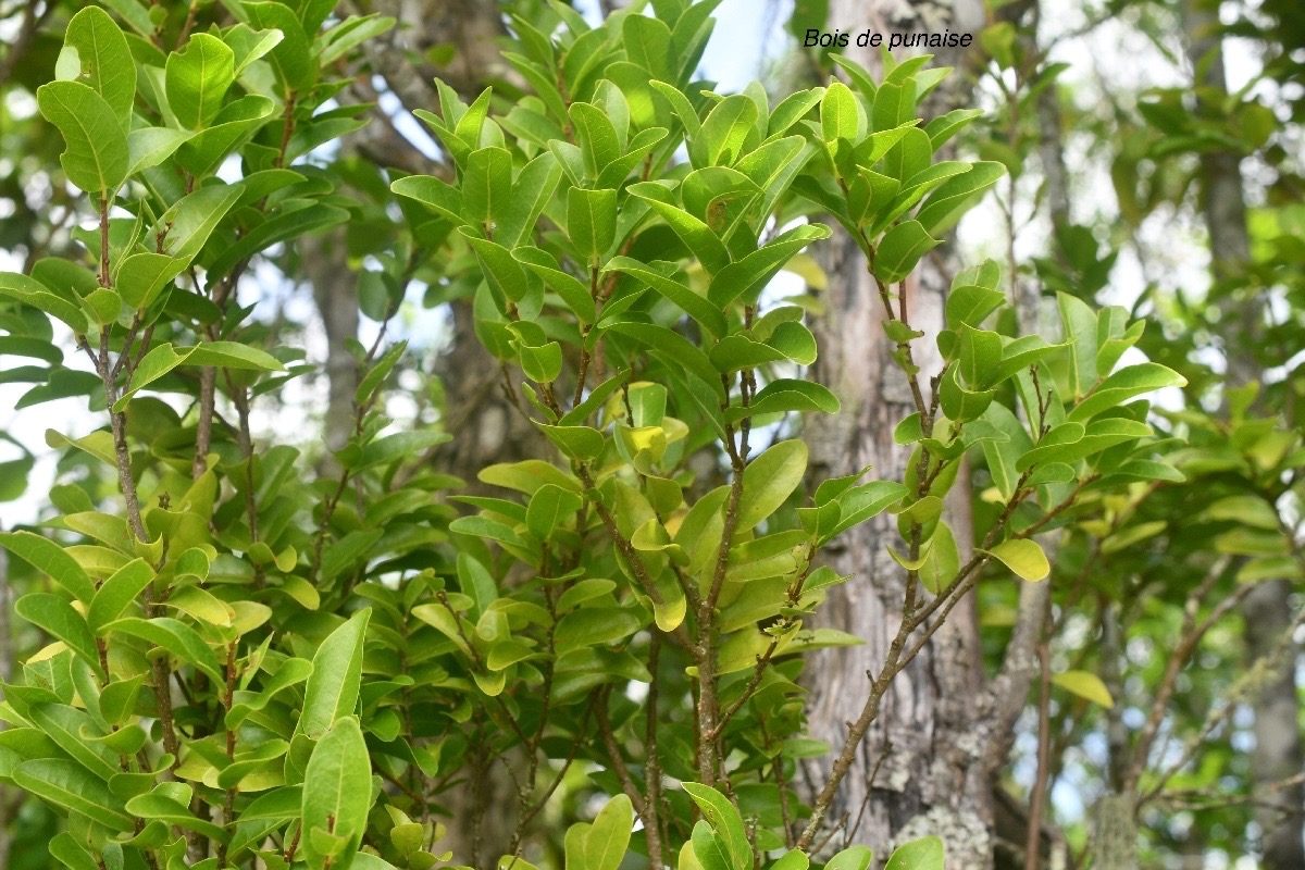 Grangeria borbonica Bois de punaise Chrysobalan aceae Endémique La Réunion, Maurice 1453.jpeg