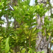 Grangeria borbonica Bois de punaise Chrysobalan aceae Endémique La Réunion, Maurice 1453.jpeg