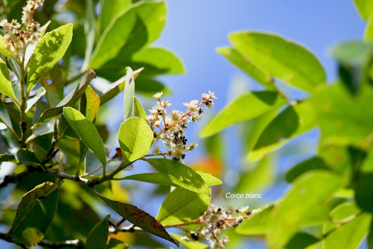 Homalium paniculatum Corce blanc Salicacea e Endémique La Réunion, Maurice 1440.jpeg