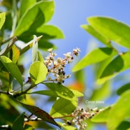 Homalium paniculatum Corce blanc Salicacea e Endémique La Réunion, Maurice 1440.jpeg