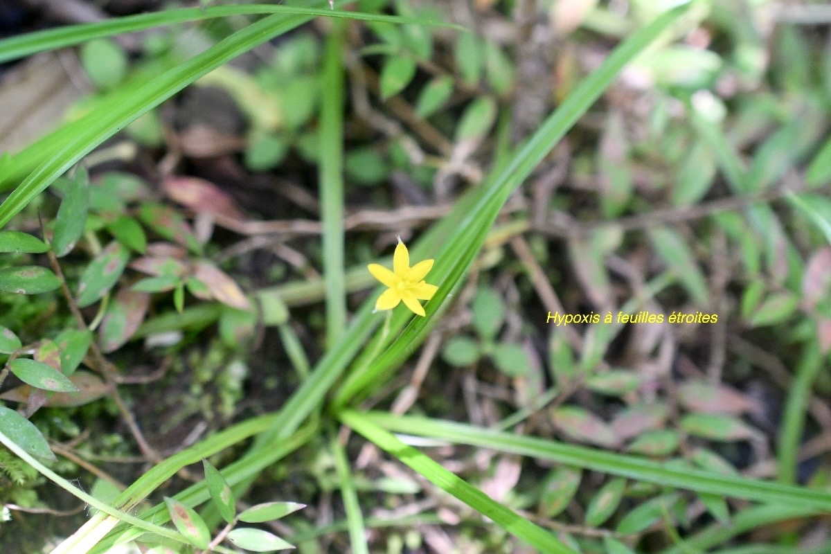 Hypoxis angustifolia Hypoxis à feuilles étroites Hypoxidaceae Indigène La Réunion 1412.jpeg