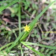 Hypoxis angustifolia Hypoxis à feuilles étroites Hypoxidaceae Indigène La Réunion 1412.jpeg