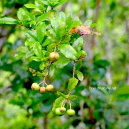 Myonima obovata Bois de prune rat Rubiacea e Endémique La Réunion, Maurice 1456.jpeg