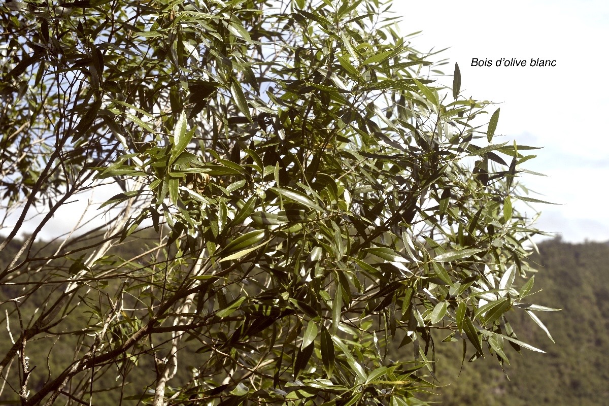 Olea lancea Bois d'olive blanc Olea ceae Indigène La Réunion 1405.jpeg