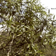 Olea lancea Bois d'olive blanc Olea ceae Indigène La Réunion 1405.jpeg