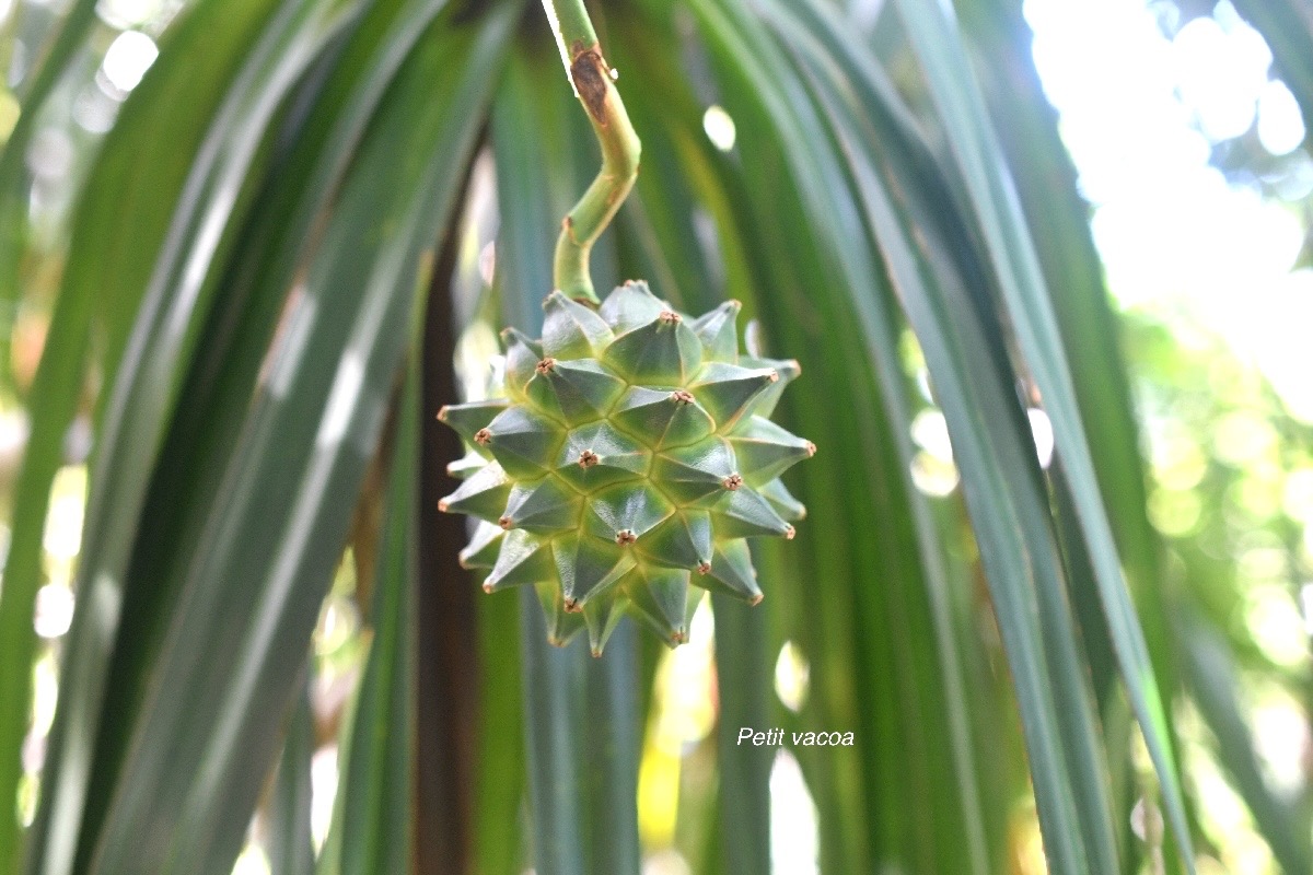 Pandanus sylvestris Petit vacoa Pandan aceae Endémique La Réunion 1384.jpeg