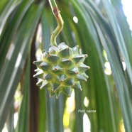 Pandanus sylvestris Petit vacoa Pandan aceae Endémique La Réunion 1384.jpeg