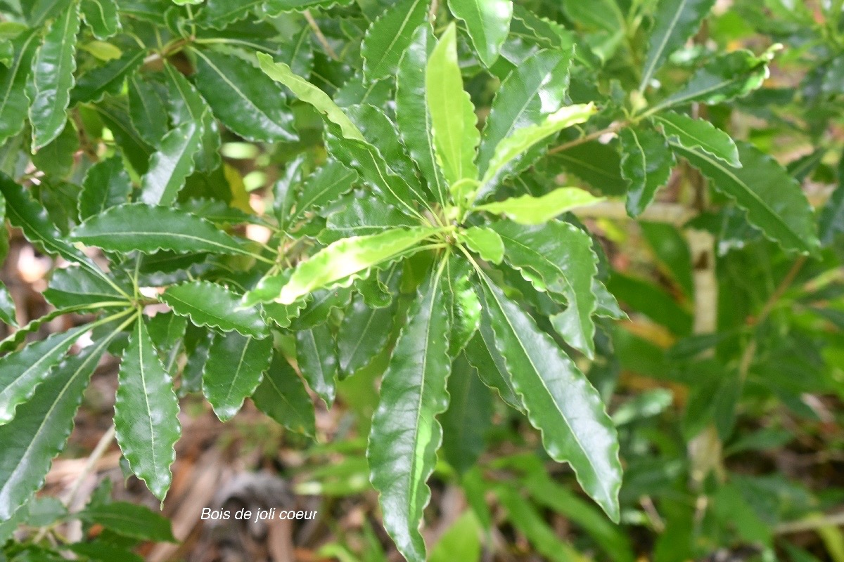 Pittosporum senacia Bois de joli coeur Pit tosporaceae Indigène La Réunion 1443.jpeg