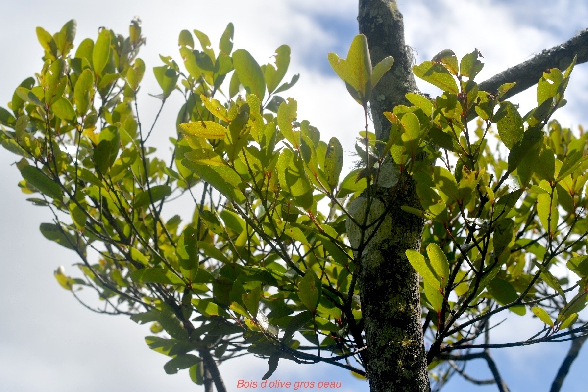 Pleurostylia pachyphloea  Bois d'olive gros peau  Celastraceae Endémique La Réunion 1428.jpeg