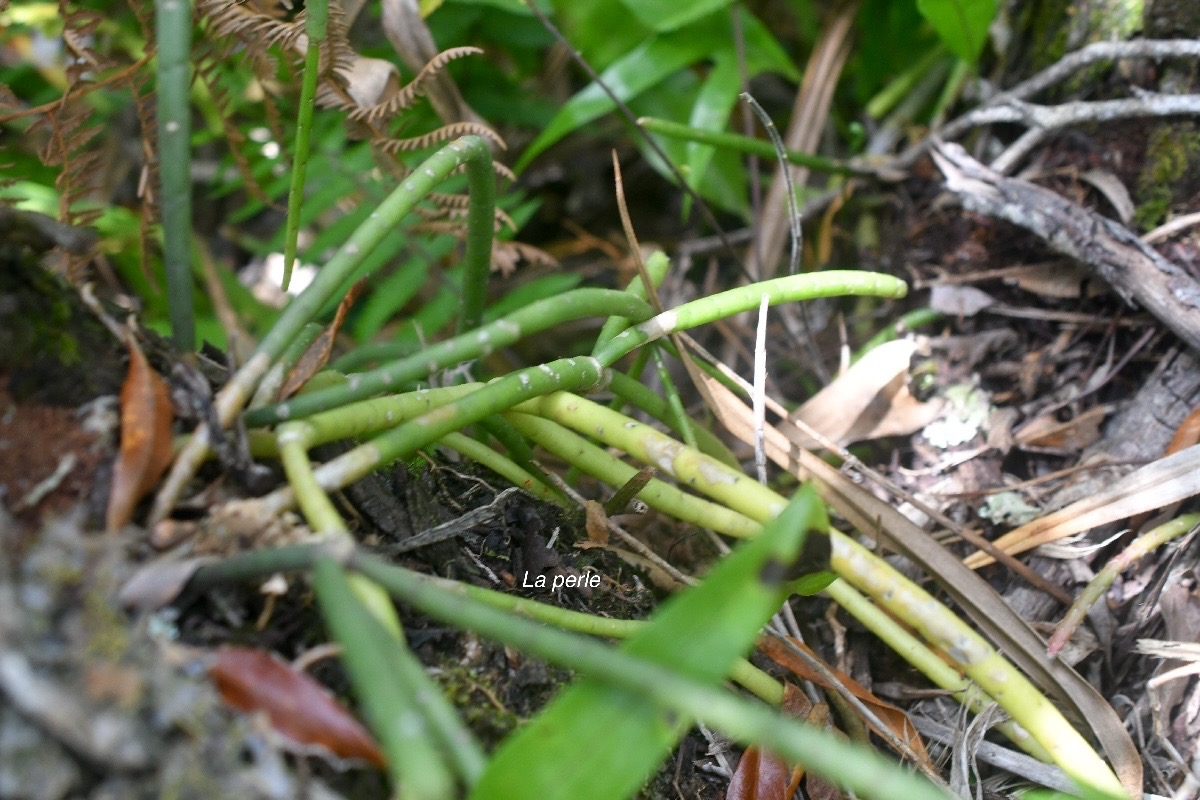 Rhipsalis baccifera La perle Cactac eae Indigène La Réunion 1442.jpeg