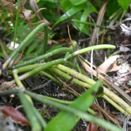 Rhipsalis baccifera La perle Cactac eae Indigène La Réunion 1442.jpeg