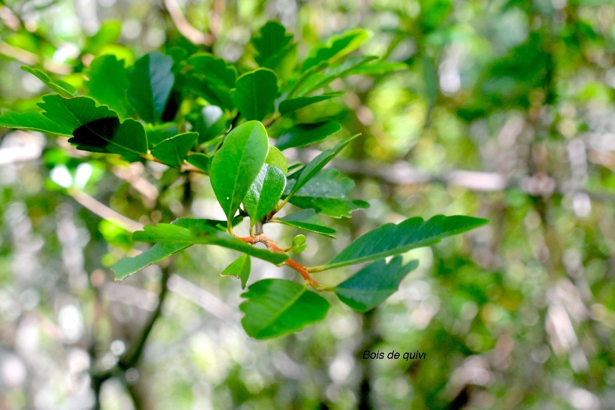 Turraea thouarsiana Bois de quivi Meliacea e Endémique La Réunion, Maurice 1448.jpeg