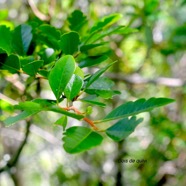 Turraea thouarsiana Bois de quivi Meliacea e Endémique La Réunion, Maurice 1448.jpeg