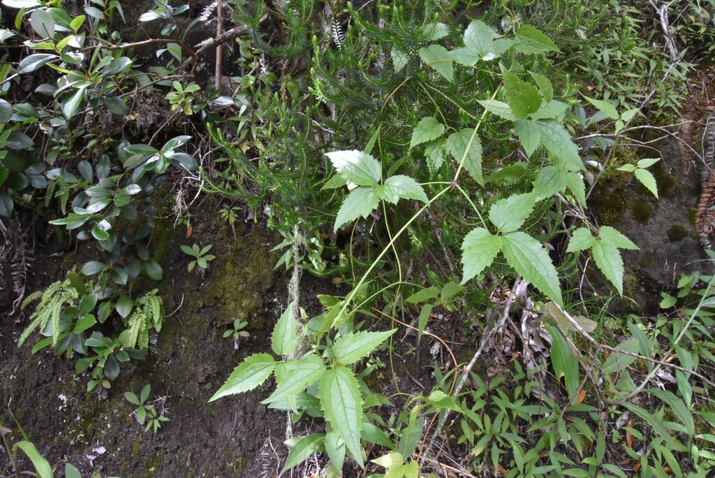 Clematis_mauritiana-Liane_Marabit_juvenile-RANUNCULACEAE-Indigene_Reunion-MB3_5848.jpg