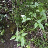 Clematis_mauritiana-Liane_Marabit_juvenile-RANUNCULACEAE-Indigene_Reunion-MB3_5848.jpg