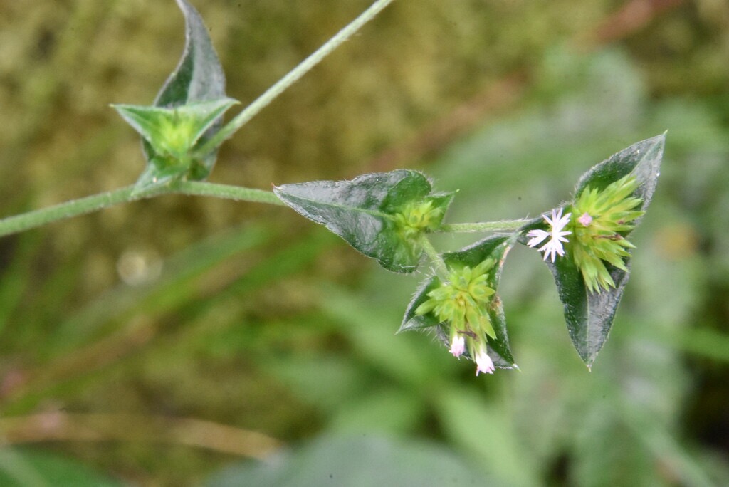 Elephantopus_mollis-Tabac_marron-ASTERACEAE-EE-MB3_5852.jpg