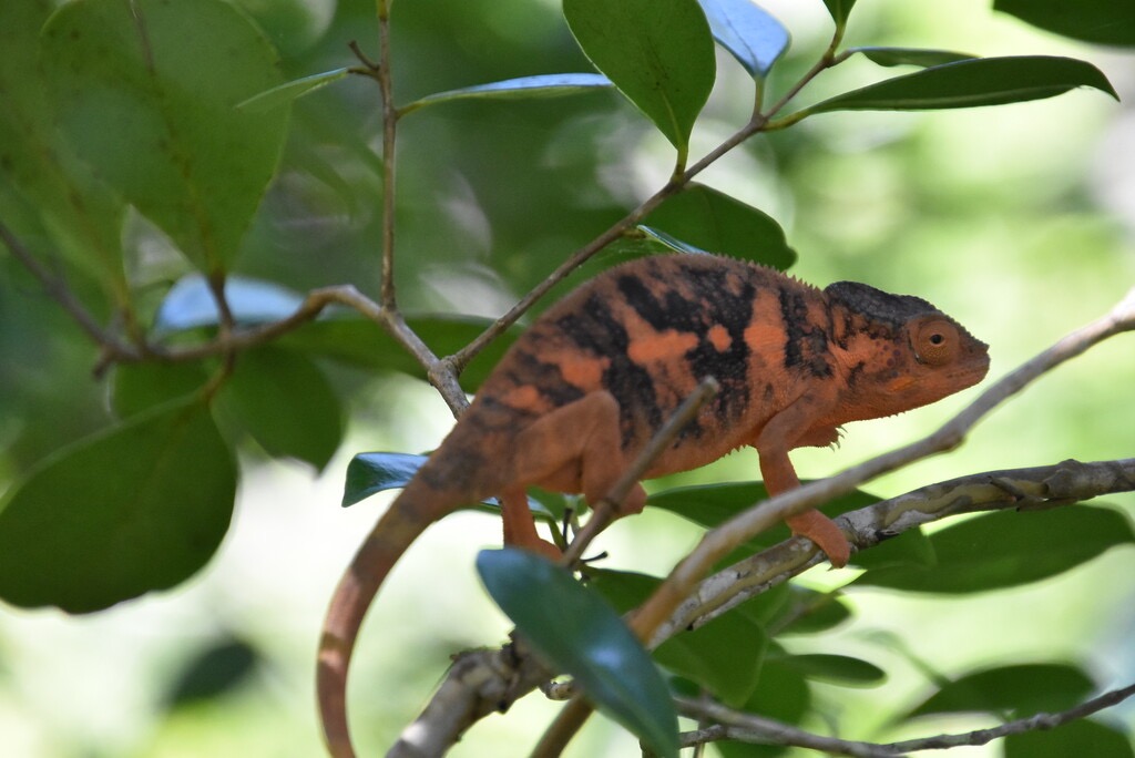 Furcifer_pardalis-Endormie-CHAMAELEONIDAE-Madagascar-MB3_5789.jpg