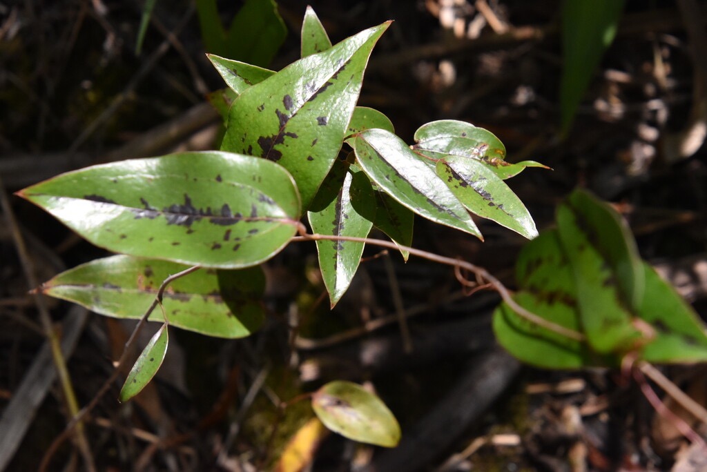 Smilax_anceps-Liane_croc_de_chien_juvenile-SMILACACEAE-Indigene_Reunion-MB3_5807.jpg