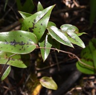 Smilax_anceps-Liane_croc_de_chien_juvenile-SMILACACEAE-Indigene_Reunion-MB3_5807.jpg