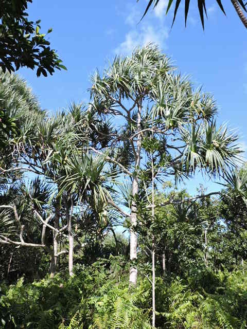 5 Vakoa Pandanus utilis 