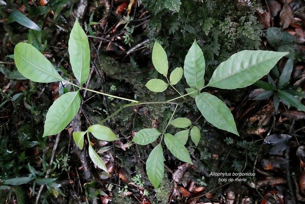 Allophylus borbonicus.bois de merle.( jeune plant ) sapindaceae.endémique Réunion Maurice Rodrigues..jpeg